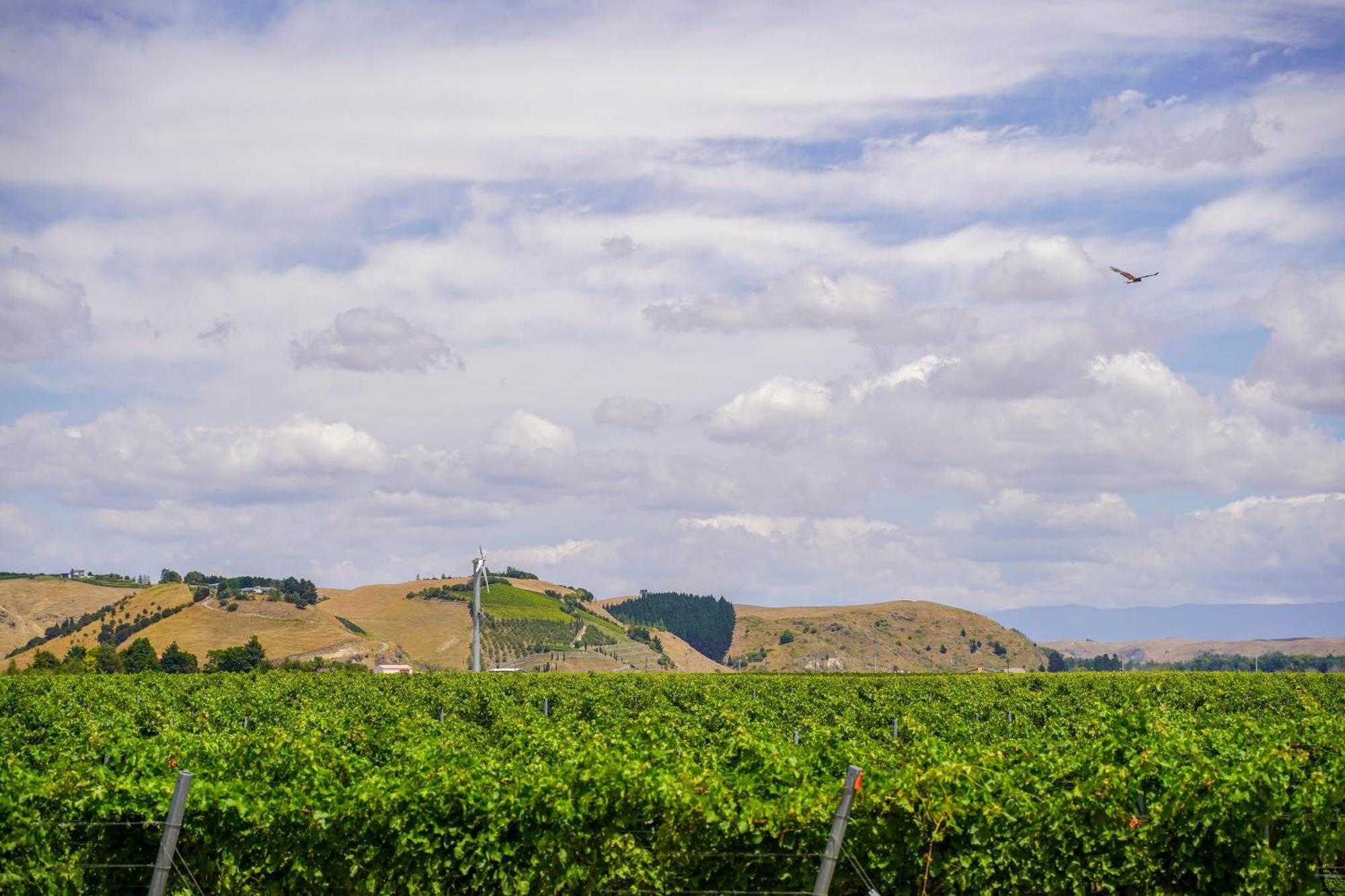 Syrah Suite Unison Vineyard Fernhill Esterno foto